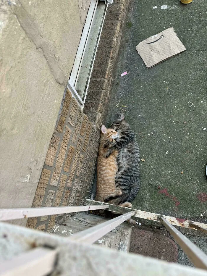 Two of the cutest cats cuddling closely outside against a brick wall on a concrete ground.