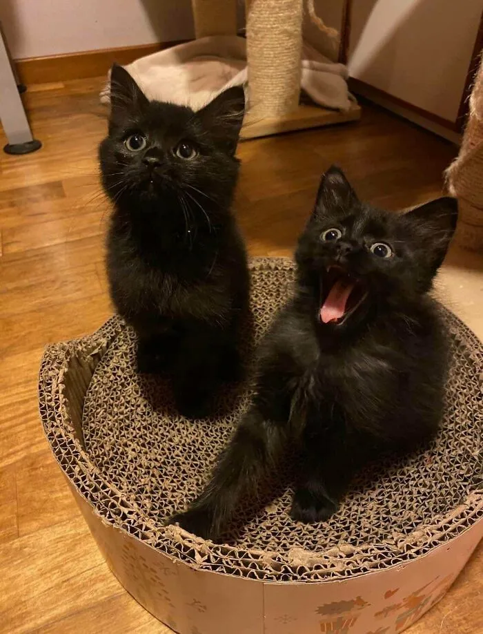 Acabo de adoptar a estos hermanitos del refugio y los adoro