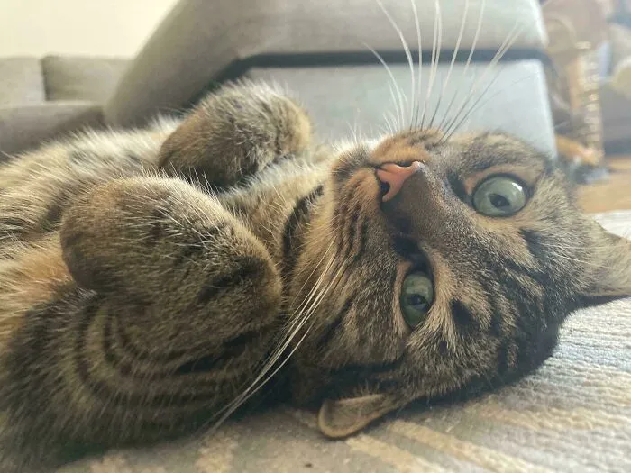 Was Sad And Lay Down Flat On The Floor And Closed My Eyes. Opened Them Back Up To Find This