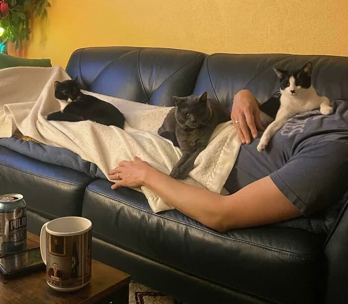 Three cats lying on a person resting on a couch, showcasing funny cat moments to make owners laugh at home.
