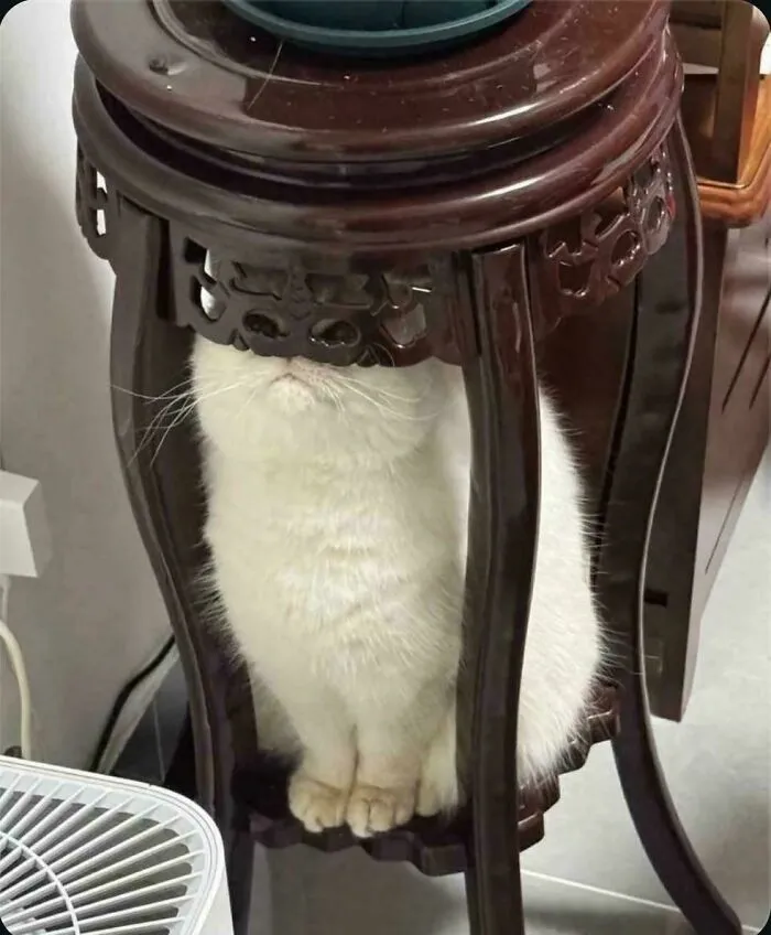 White cat sitting under carved wooden table with head hidden, one of the funny cats that made owners laugh online.