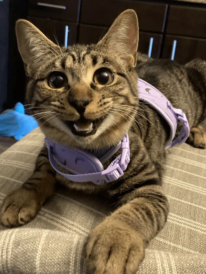 After My Dog Of 14 Years Passed Away And A Year Plus Of Grieving, I'm Starting A New Chapter As A Cat Dad. I'm Absolutely Giddy For This Kitty