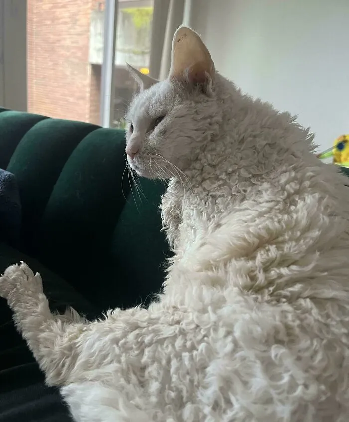 My 15 Year Old Sheep
