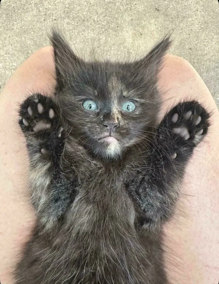 Quiero este gatito, pero mi marido dice que no. ¿Alguien quiere un compañero de piso de 48 años?