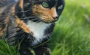 People Can’t Handle The Cuteness Of Their Cats And Share 50 Adorable Pics