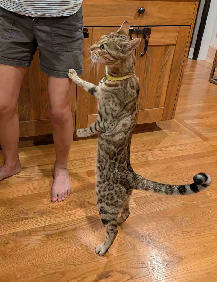 Spotted cat standing on hind legs reaching up to owner in kitchen, showcasing funny cat behavior for online pics.