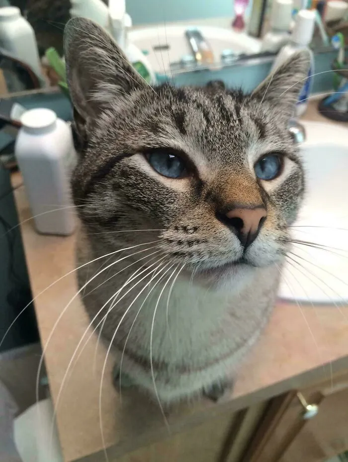 I Lost My Beautiful Boy This Morning So I Wanted To Share Him With You All