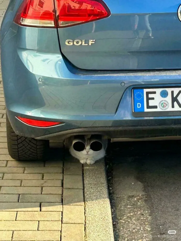 Cat hiding under a car bumper, creating a funny optical illusion with its face and paws visible beneath the vehicle.