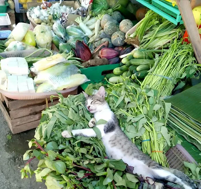 A cat peacefully lying and relaxing among fresh vegetables at a market, showcasing funny cat moments online.