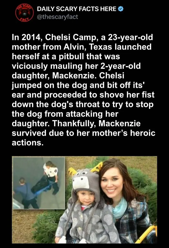Mother heroically stops pitbull attack on daughter, a powerful scary fact about survival in dark moments.