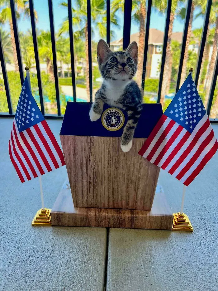 Kitten sitting in a miniature presidential podium with two American flags, showcasing funny cat moments online.