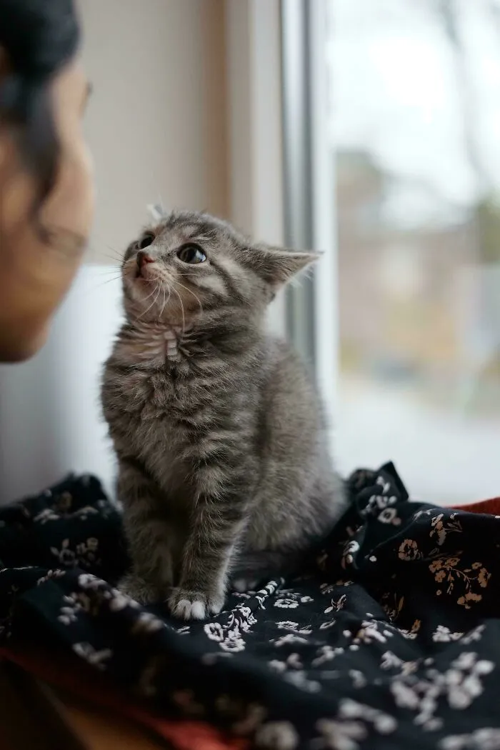 Gray tabby kitten looking up at owner by window, capturing a charming moment that made cat owners laugh online.