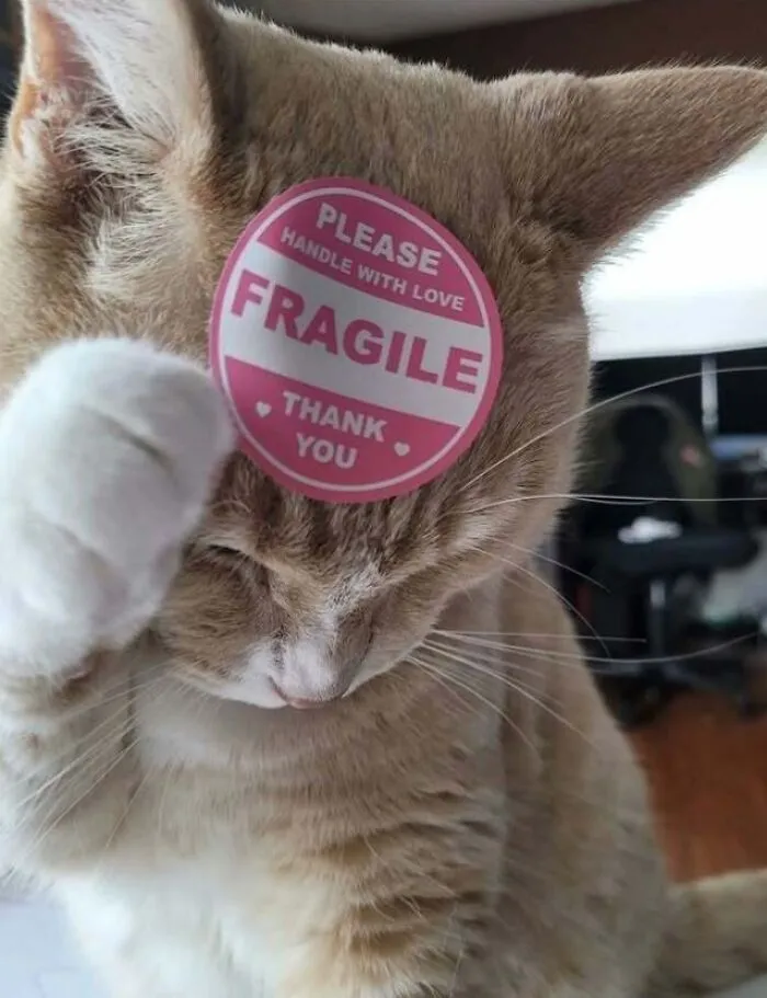 Cat with a fragile sticker on its forehead, showing a cute and uplifting moment for positivity and feeling down.