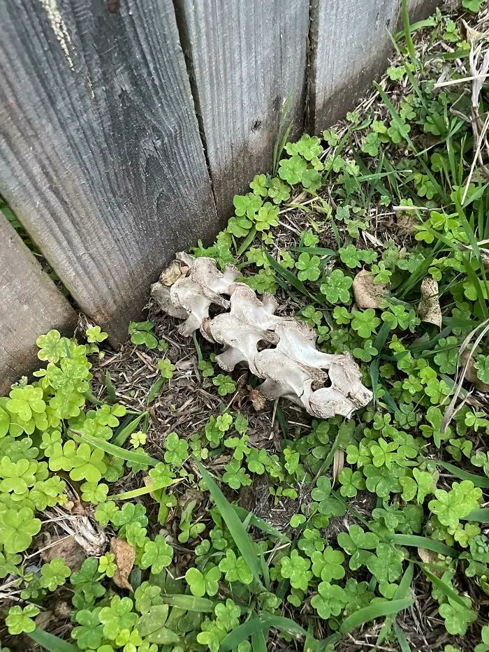 Our Neighbors Are Awful, They Constantly Throw Things Into Our Backyard. But This Takes The Cake