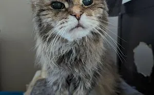50 Pics Of Cats Just Minding Their Own Business, Doing Chucklesome Things
