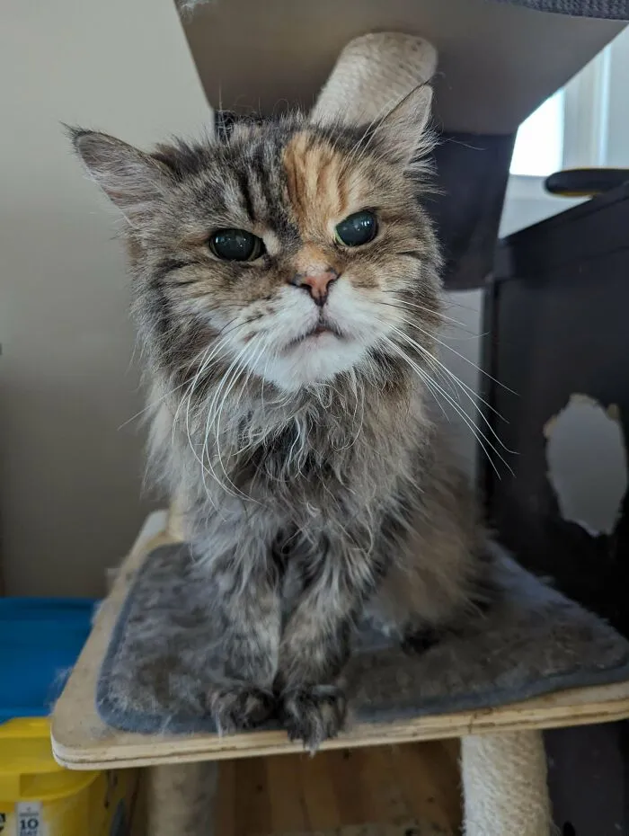 This Old Gal Is 20, Blind And Still Bad As Ever