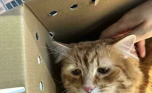 People Can’t Handle The Cuteness Of Their Cats And Share 50 Adorable Pics