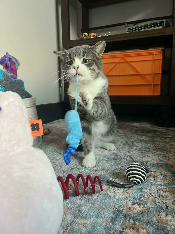 Acabamos de adoptar a este gato de cara preocupada, ¡se llama Oogie!