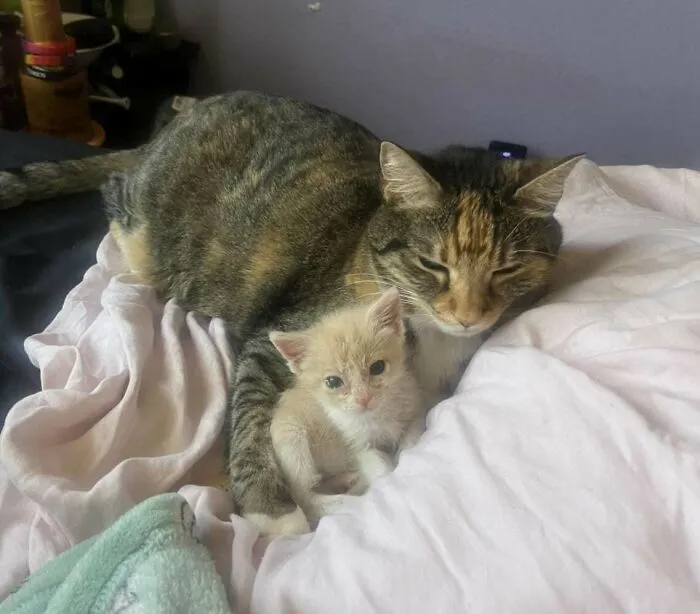 I Brought Home An Orphaned Bottle Baby, And My Cat Adopted Her As Her Very Own. Now She’s Grown And They Still Love Each Other