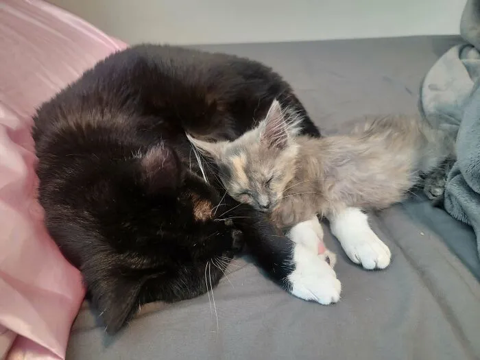 My Resident Cat Adopted The Kitten I Found On The Road