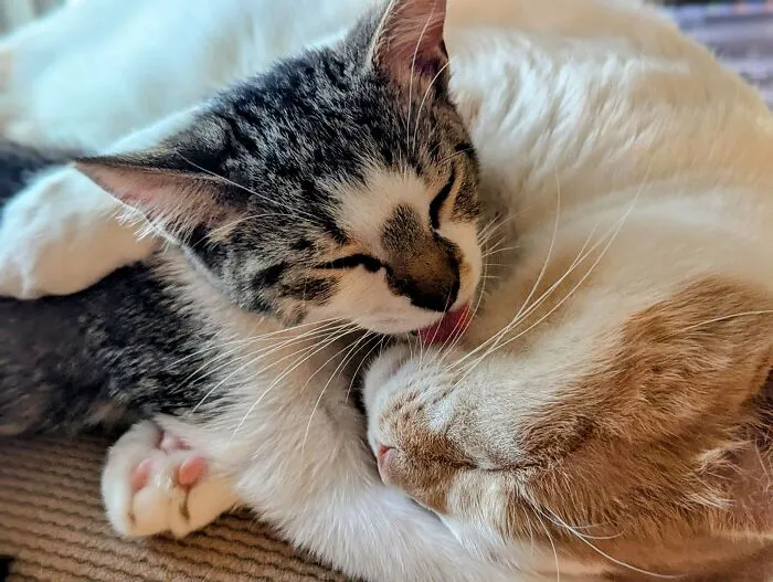 I'd Say The Senior Cat Adopted The Kitten, But It's The Other Way Around