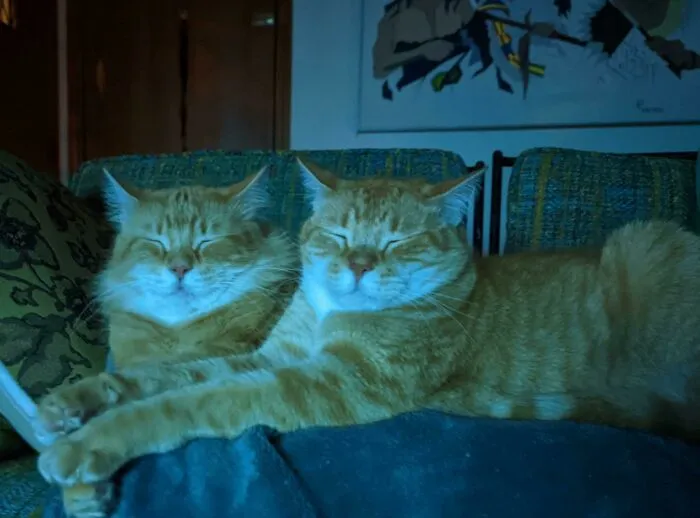 Ham & Cheese Love To Watch Movies. Litter Mates, Found Abandoned At A Lake Nearly 5 Years Ago