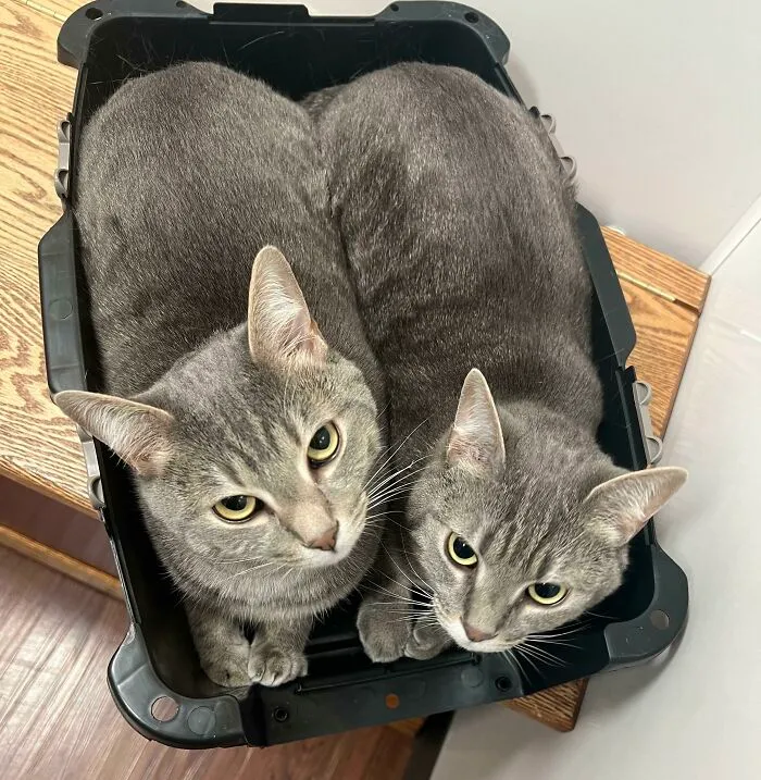 Vet Visits Means They Insist On Being In The Same Carrier