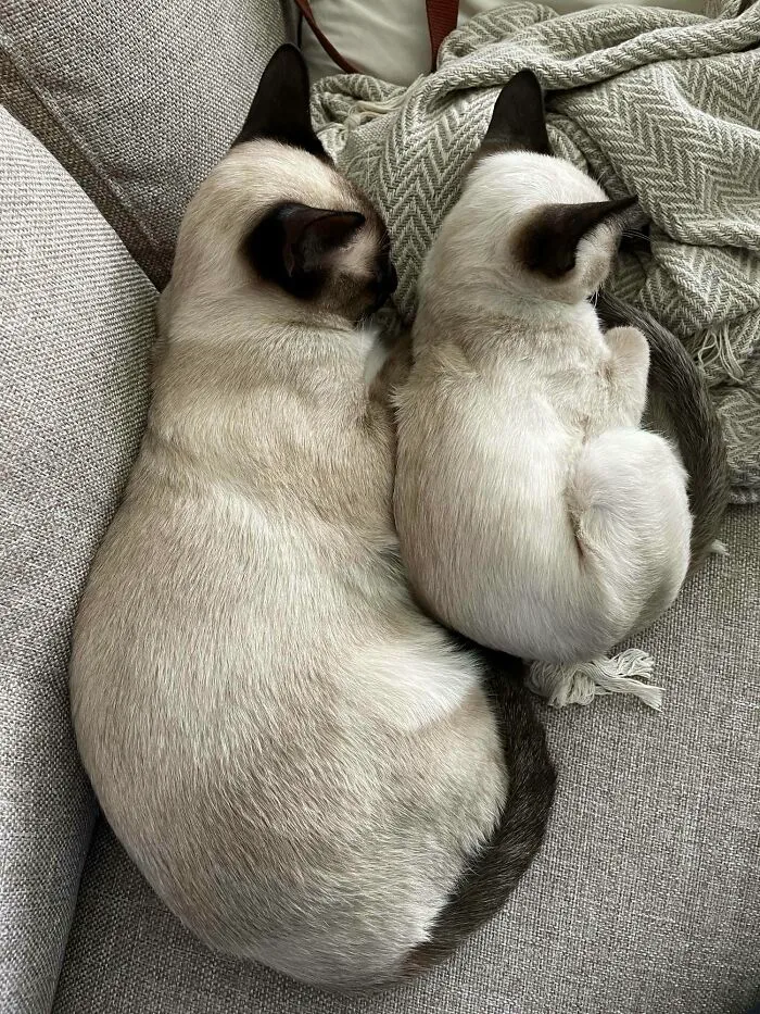 It’s Only Been 3 Days And Goose & Maverick Are Already Snuggle Buddies