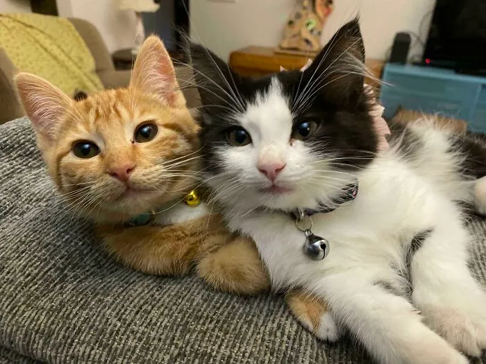 Lumos And Jellie Hated Each Other Last Week. Now They’re Besties