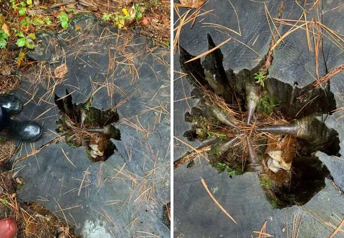 This Weird Tree Stump