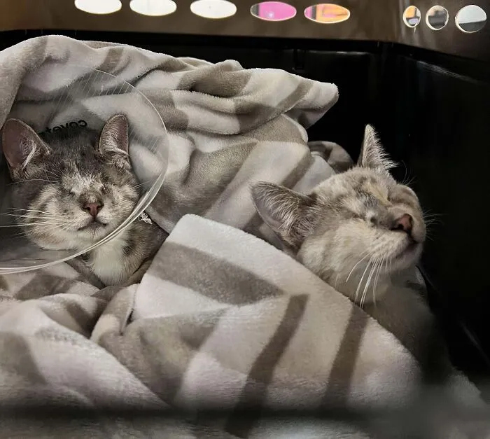 My Blind Babies