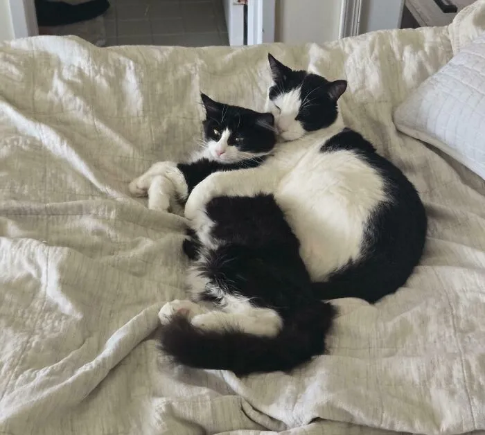 I Think My 12 Year Old Cat And 6 Month Kitten Are Bonded