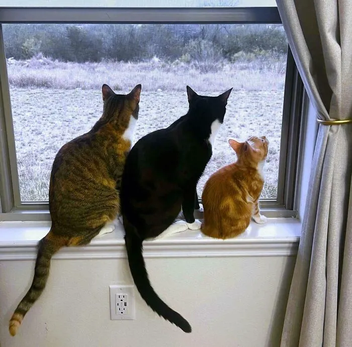 Our Bonded Pair Became A Bonded Trio!