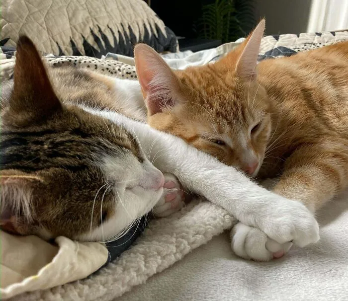 Went To The Shelter To Adopt One Came Home With Two