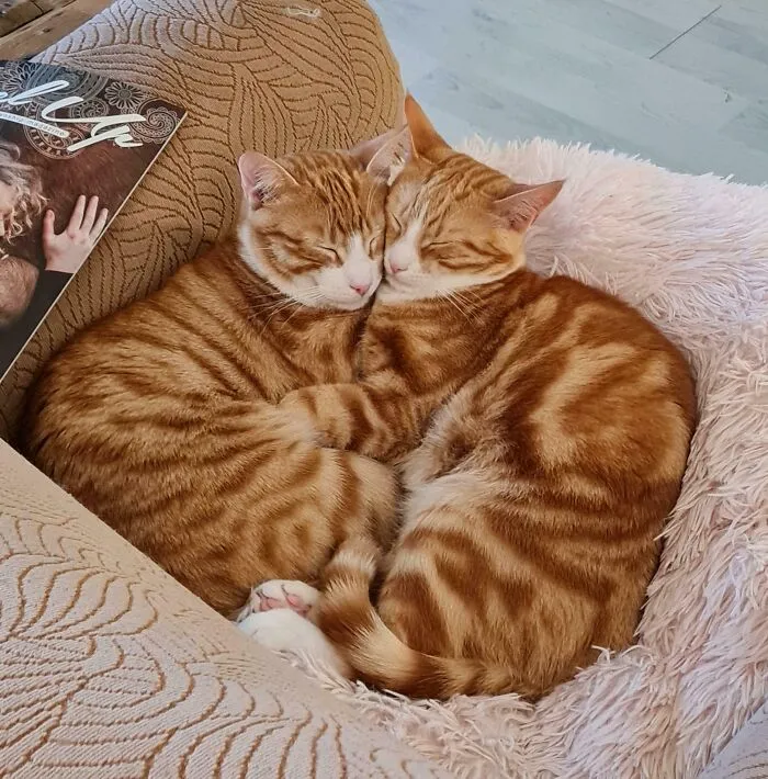 Brb, Melting At The Sight Of These Two 🥰