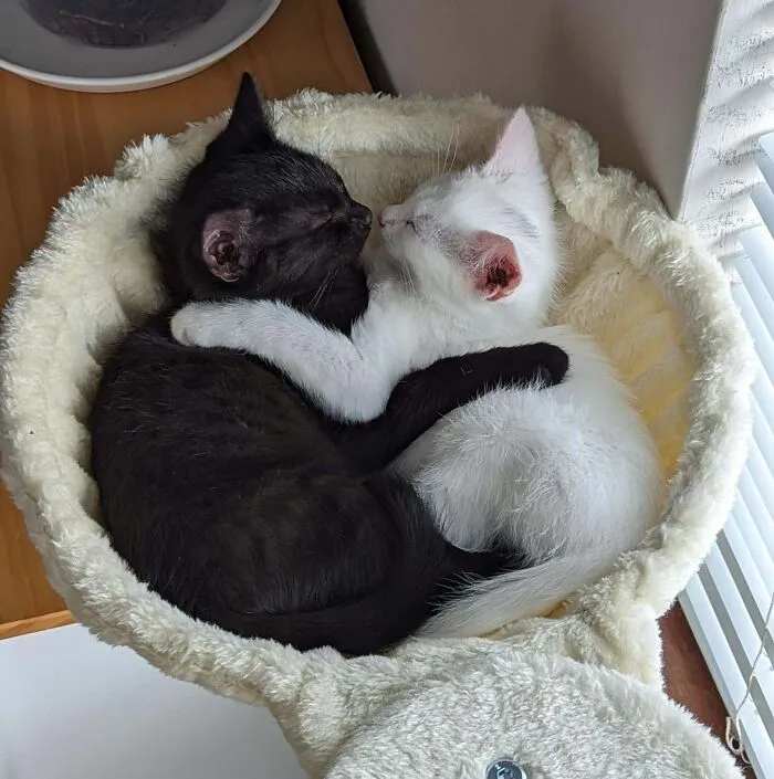 Our New Kittens