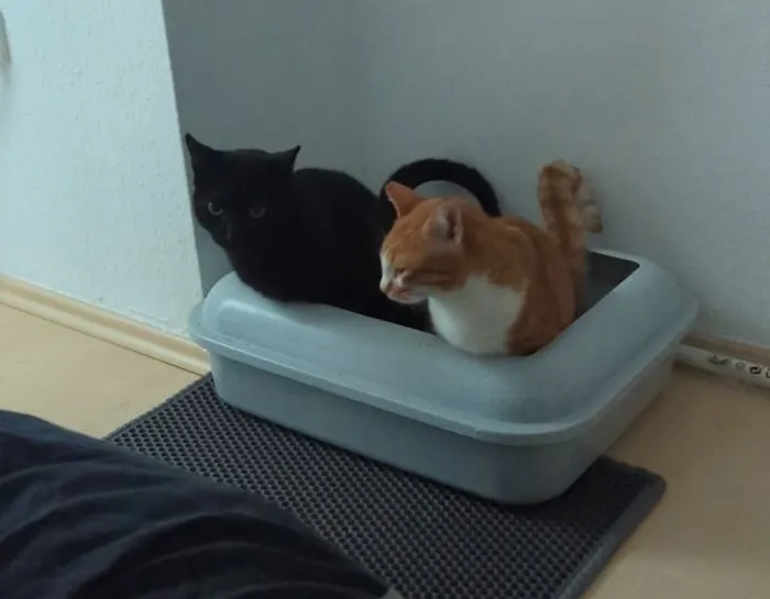 They Do Everything Together. Everything