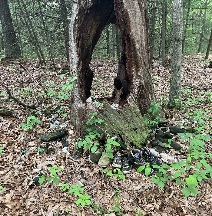 Found This Tree With A Hole In It With Old Shoes Surrounding It. This Is From A Forest In Pennsylvania