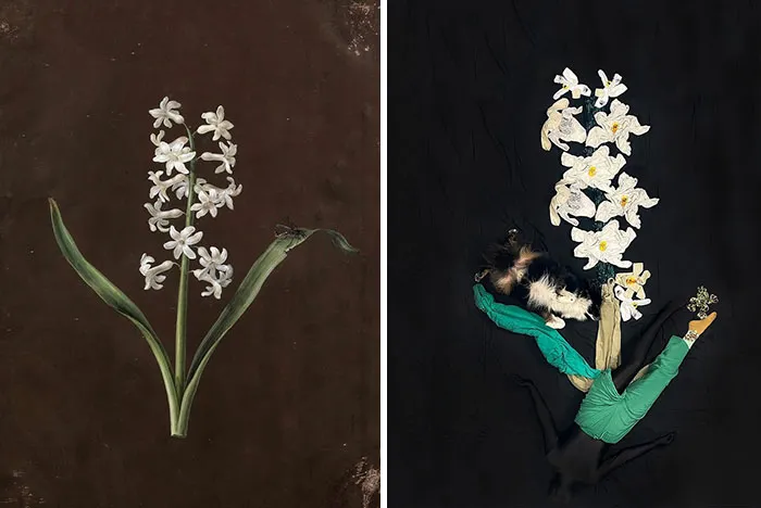 "A Hyacinth With A Dragonfly" By Barbara Regina Dietzchh