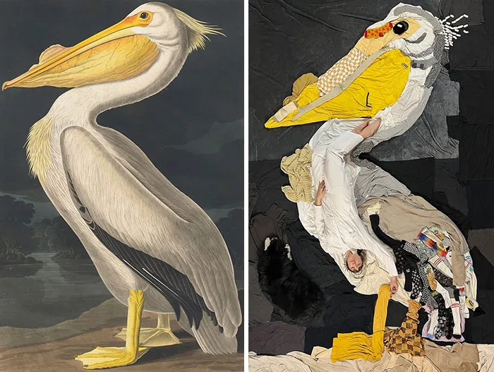 "American White Pelican" By Robert Havell After John James Audubon, 1836