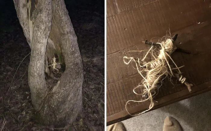 Something I Found In A Tree On The Way Back From A Hike