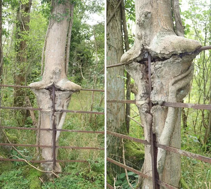This Tree Growing Around Some Railings. Found This Creepy Sight While Out On A Country Walk Today