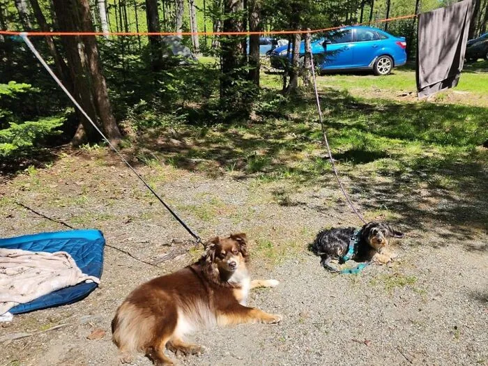 Give Your Pup Their Own Personal Zip Line So They Can Safely Get The Zoomies Out With A <a Style="Display:inline;" Href="Https://Www.amazon.com/Xiaz-Camping-Portable-Overhead-200lbs%ef%bc%8cdog/Dp/B08pfqmwrj?ie=utf8&th=1&linkcode=ll1&tag=bprooster-20&linkid=e41d70811fcc5c590ec878dcd76bb142&language=en_us&ref_=as_li_ss_tl" Target="_blank">  <span Style="Font: Inherit; Color: #d74b1f;"> 50 Ft Overhead Trolley System For Dogs </Span>