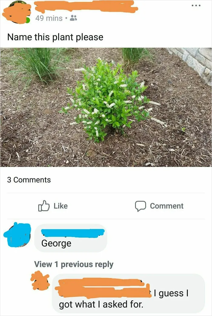 Name This Plant