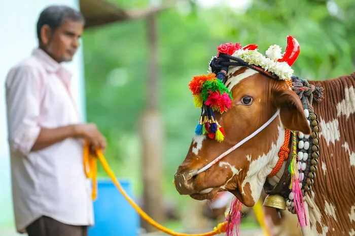 Hindu People Worship Cows