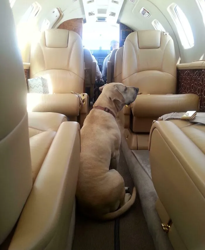 I Hit The Karma Lottery And Was Given A Free Flight On A Private Jet To Get My Dog Out Of State From A Bad Foster Situation