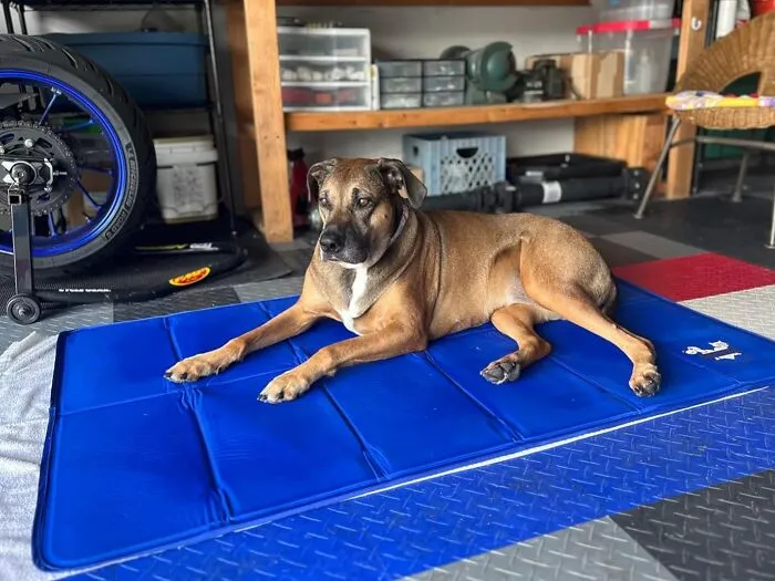 A <a Style="Display:inline;" Href="Https://Www.amazon.com/Arf-Pets-Cooling-Kennels-Crates/Dp/B0192cjm6y?ie=utf8&th=1&linkcode=ll1&tag=bpsquid-20&linkid=ec9577c95fed7d5ef1bad5bbd299076a&language=en_us&ref_=as_li_ss_tl" Target="_blank">  <span Style="Font: Inherit; Color: #d74b1f;"> Pet Cooling Mat </Span> Gives Your Furry Friend The Power To Turn Any Spot Into The Coveted 'Cool Tile Floor' Spot