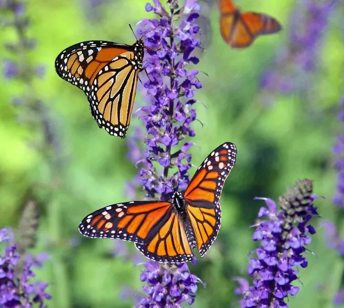 Mariposa monarca