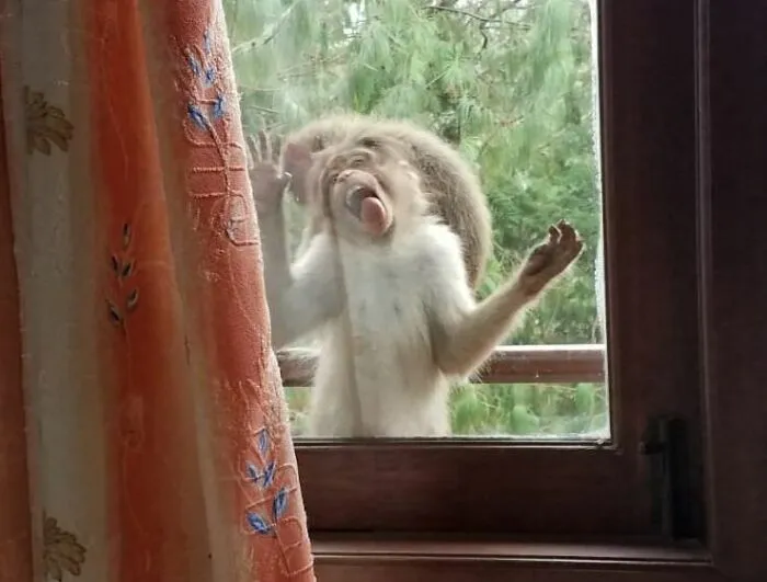 Mi mamá dijo que un mono estaba sentado afuera de su ventana y no paraba de lamerla. Me costó creerlo. Entonces me envió esta joya.