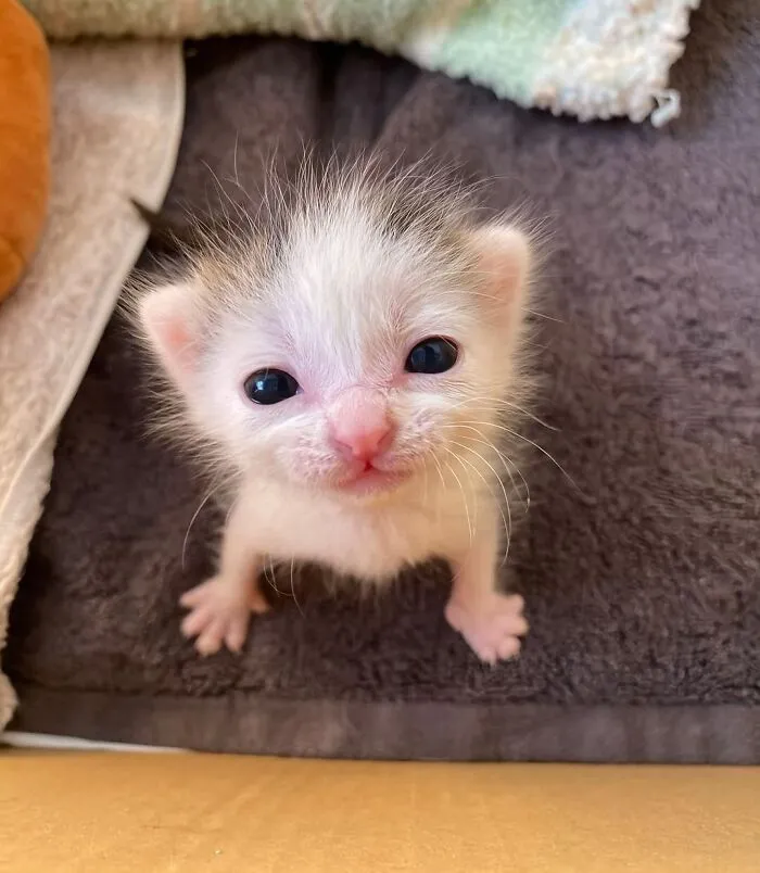 38 Fotos de gatos adorables para animarte si llevas un mal día